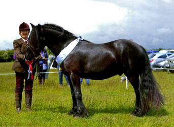 Rackwood Nimrod at the Native Pony Festival